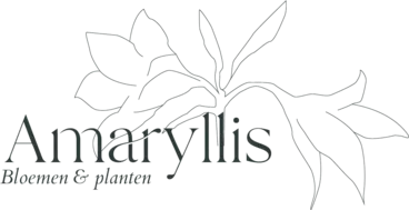 Bloemen Amaryllis