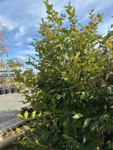 Image 34: Carpinus Betulus