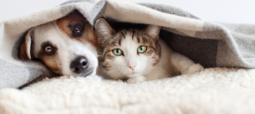 Dierenweekend 2026