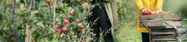 Meisjes appels plukken