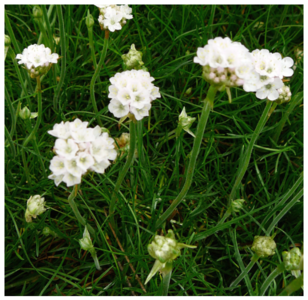 Engels gras Armeria maritima 'Alba' in pot van 2 liter voor €3,50 bij Plantencentrum Maréchal in Turnhout