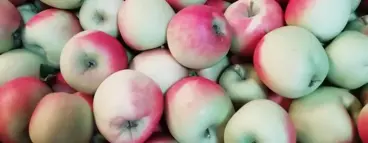 Appelen