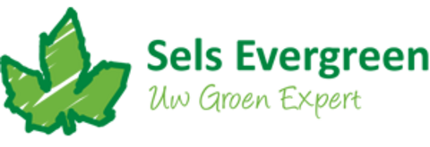 Sels Evergreen