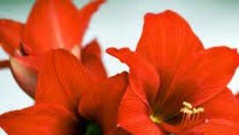 Amaryllis
