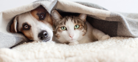 Dierenweekend 2026
