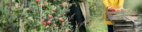Meisjes appels plukken