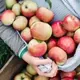 Apples in a Crate