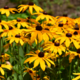 Rudbeckia: soorten en verzorging