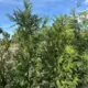 Image 36: Thuja plicata Atrovirens