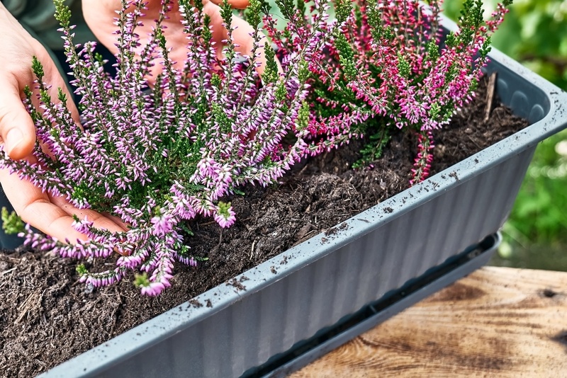 Tuinplanten, tuinmeubelen en barbecues kopen bij Rijmenants