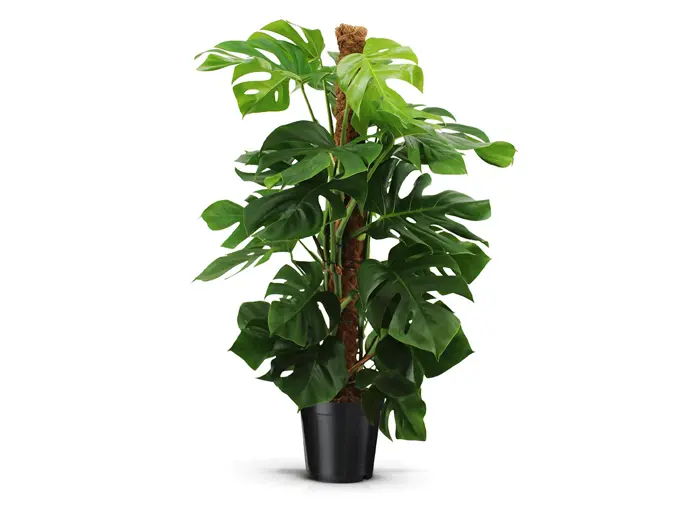 Promoties bij Floralux: Monstera, hortensia en dierenvoeding