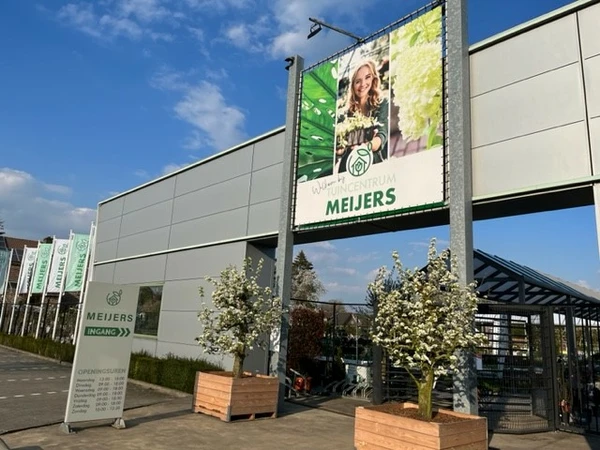 Een boeket nodig? Bij Meijers bestel je bloemen ook gewoon online